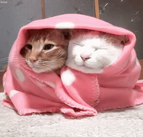 Cute Cats In Blanket GIF