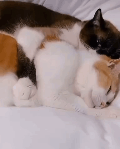Cute Cats Knead And Massage GIF
