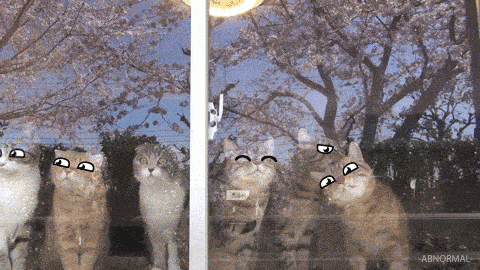 Cute Cats Lick Doodle Eyes GIF