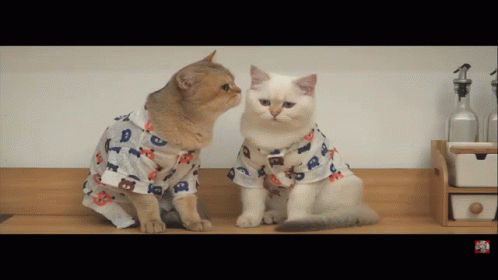 Cute Cats Licking Each Other GIF