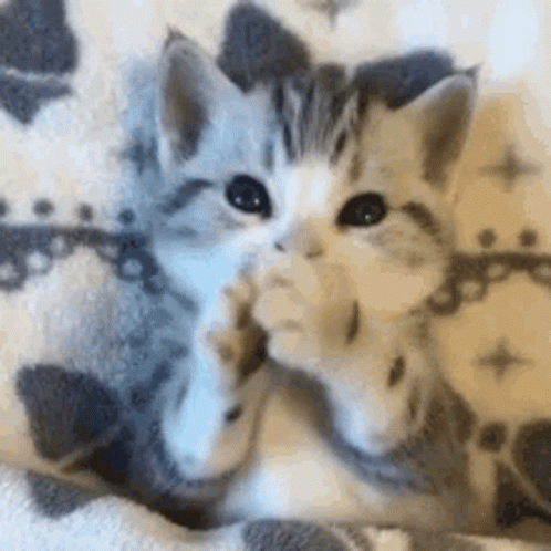Cute Cats Licking Foot GIF
