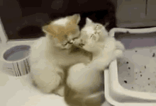 Cute Cats Massage GIF