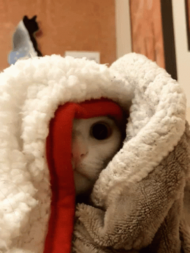 Cute Cats Peeking GIF