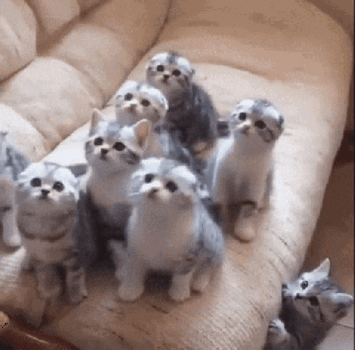 Cute Cats Playful Sync GIF