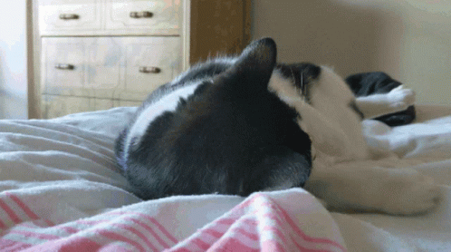 Cute Cats Playing On Bed GIF