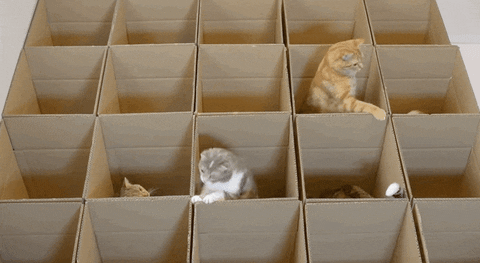 Cute Cats Playing On Box GIF