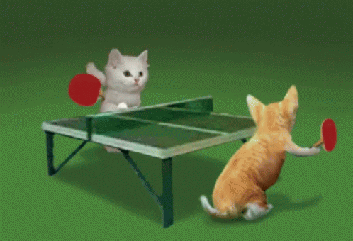 Cute Cats Playing Table Tennis GIF
