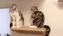 Cute Cats Push Fight GIF