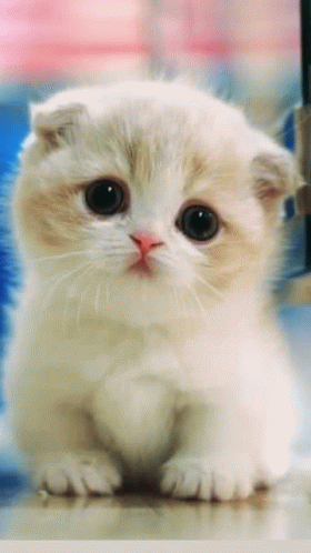 Cute Cats Slide Show GIF