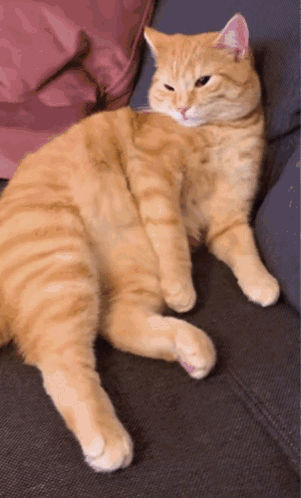 Cute Cats Snuggles GIF