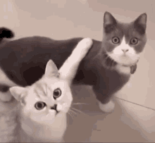 Cute Cats Staring Game GIF