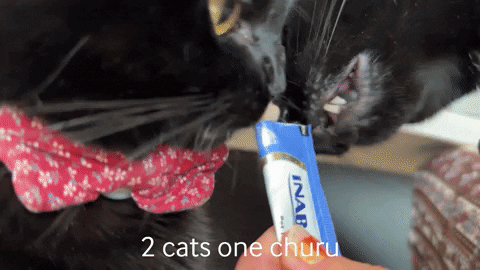 Cute Cats Two Cats One Churu GIF