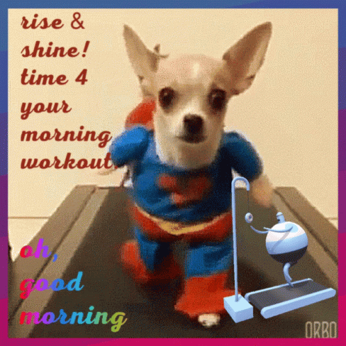 Cute Chihuahua In Treadmill For Good Morning Exercise GIF