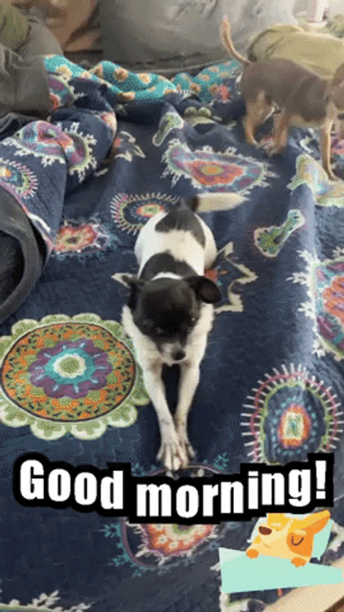 Cute Chihuahua Morning Stretch Good Morning Puppy GIF