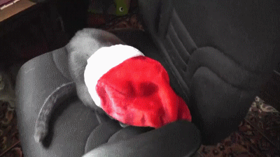 Cute Christmas Cat Wearing Christmas Hat GIF