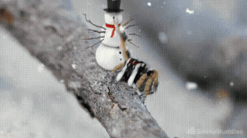 Cute Christmas Celebration Of A Spider GIF