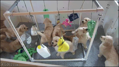 Cute Chubby Playful Puppies GIF