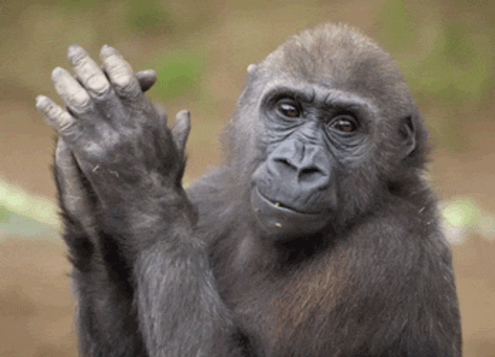 Cute Clapping Monkey GIF