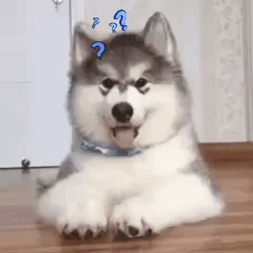 Cute Confused Husky GIF