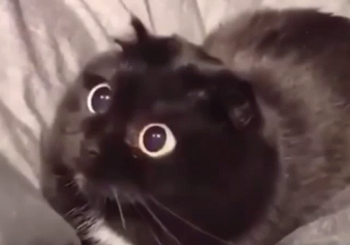 Cute Confused Surprised Cat GIF