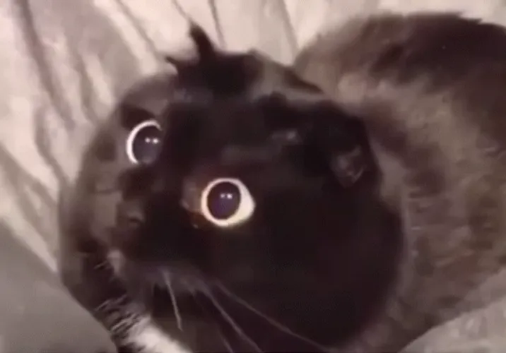 Surprised Cat