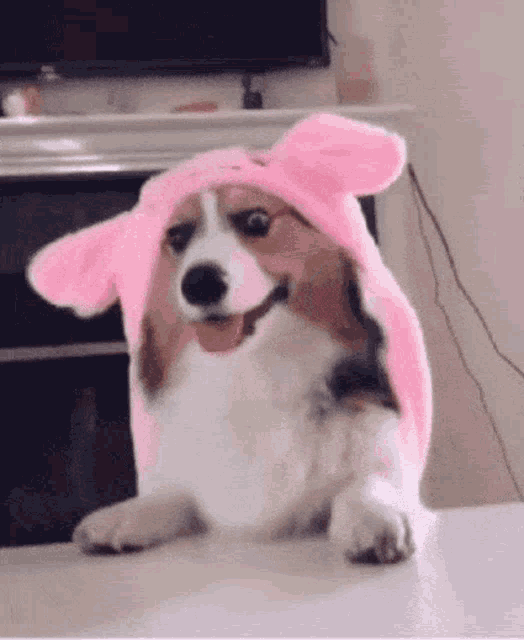 Cute Corgi Head Band GIF