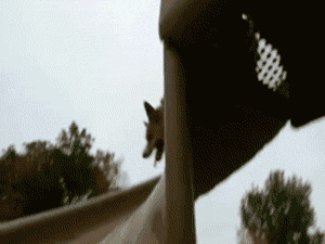 Cute Corgi Slide Down GIF