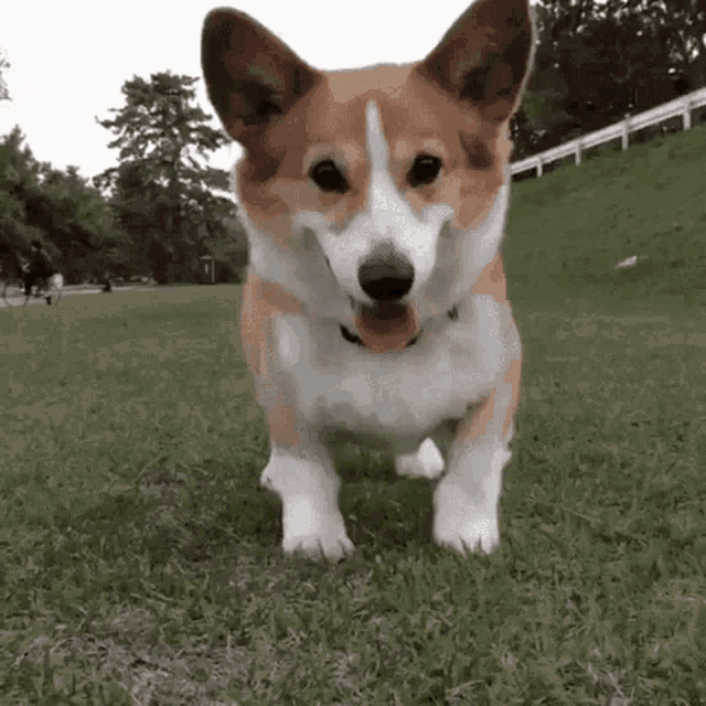 Cute Corgi Yay Meme Dance GIF