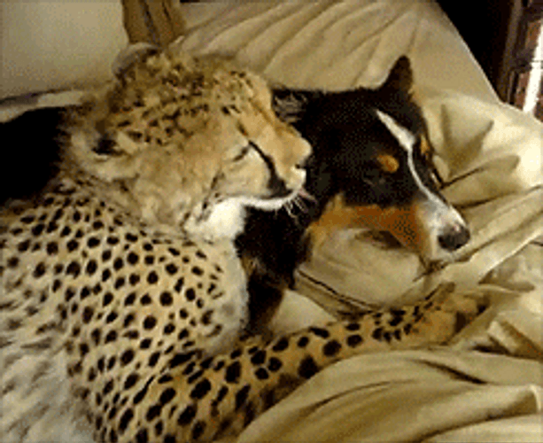 Cute Couple Animals In Bed Snuggle GIF