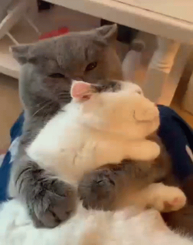 Cute Couple Cat Snuggles GIF