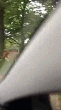 Cute Couple Lion And Tiger GIF