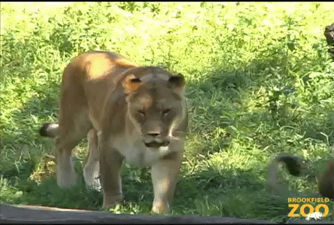 Cute Couple Lion Tiger GIF