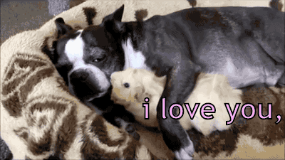 Cute Couple Rabbit And Dog GIF