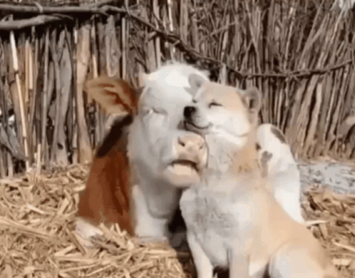Cute Cow And Dog Snuggling GIF