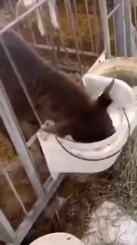 Cute Cow Drinking Milk GIF