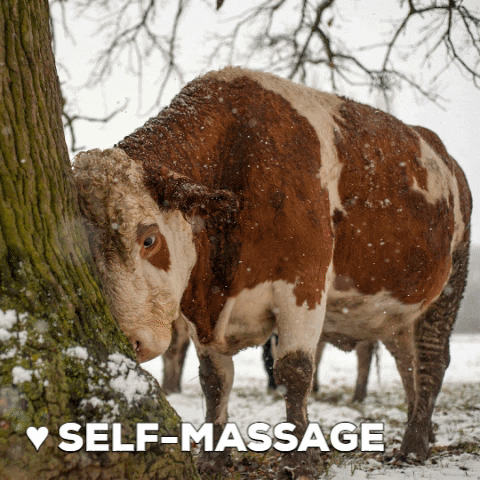 Cute Cow Self-massage GIF