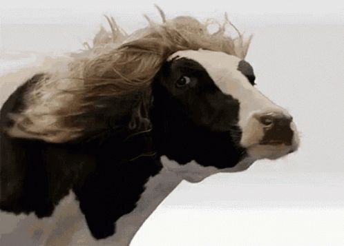 Cute Cow Wearing Wig GIF