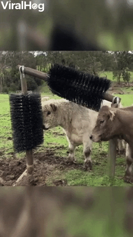 Cute Cows Using Brush GIF