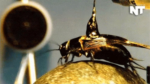 Cute Crickets Thread Mill GIF