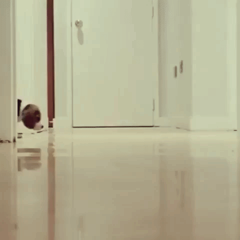 Cute Curious Puppies Sniffing GIF