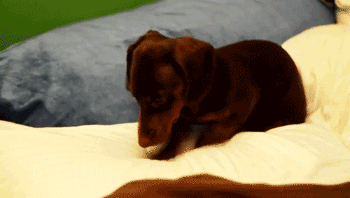 Cute Dachshund Dog Scratching On Bed GIF