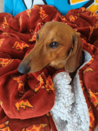 Cute Dachshund Dog Staring GIF