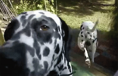 Cute Dalmatian Dog GIF