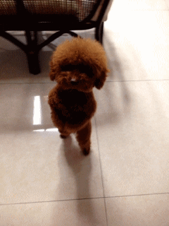 Cute Dancing Dog In Two Feet GIF