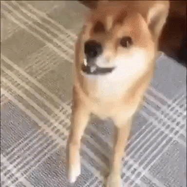 Cute Dancing Doge GIF