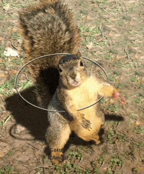 Dancing Squirrel