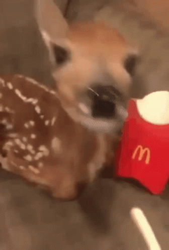 Cute Deer Eating Mcdonalds Fries GIF