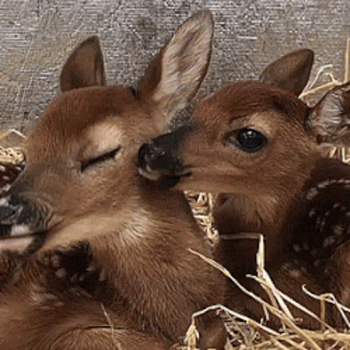 Cute Deer Licking GIF