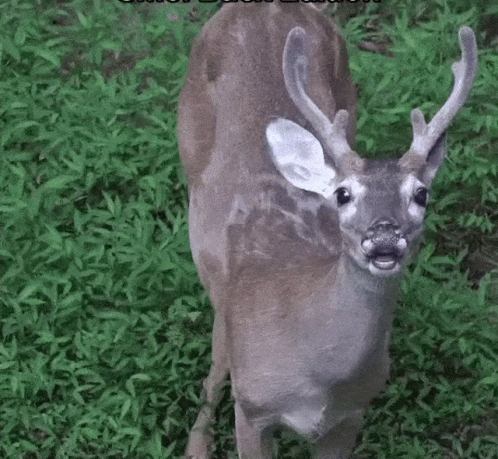 Cute Deer Sniffing GIF