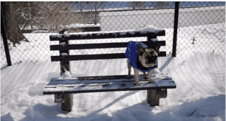Cute Dog At The Bench GIF